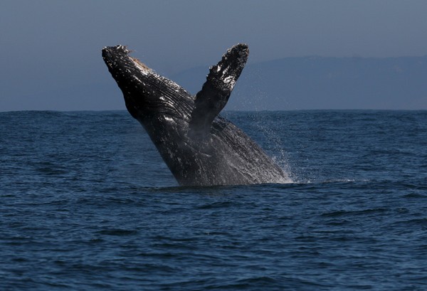Humpback Whale
